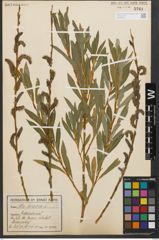 Foto von Salix purpurea L.